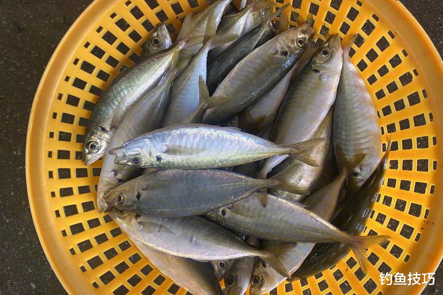 海钓窝料的5种分类,海钓打窝才能钓得多