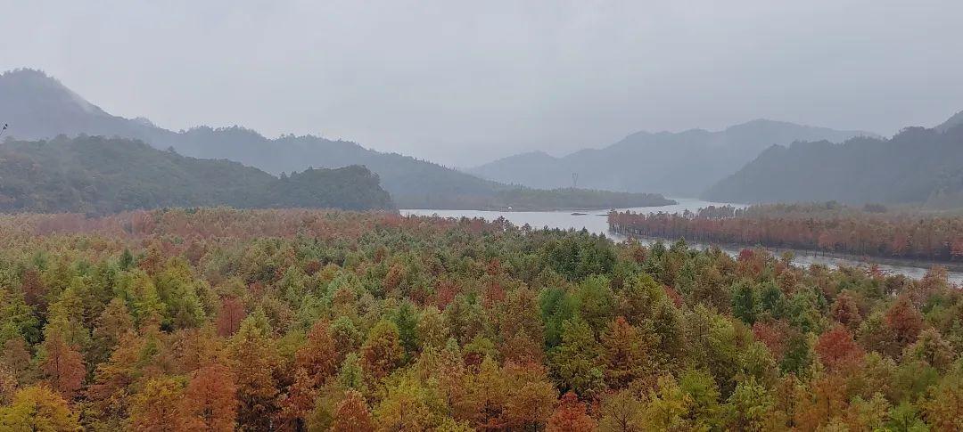 南川|红叶指数60% | 寻找皖南川藏线最美秋色之2023第五波落羽红杉林红叶指数发布