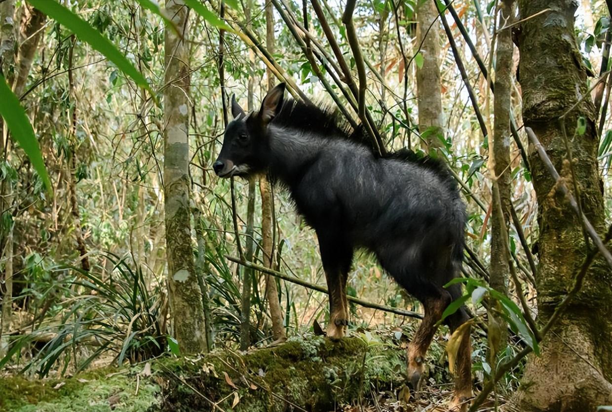 青海玉树出现2只天马,顶飞猞猁,干赢野猪,却遭5只饿狼杀害