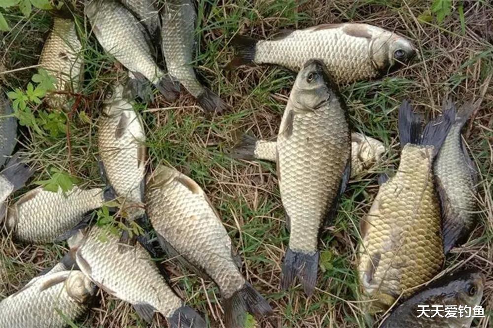 蜈蚣漂的搭配和调漂技巧，自然水域野钓鲫鱼，这种钓法排第一