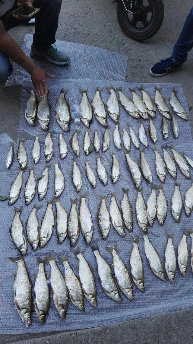 饵料|早春野钓青梢攻略,个头不大但好吃,钓个小爆护不难