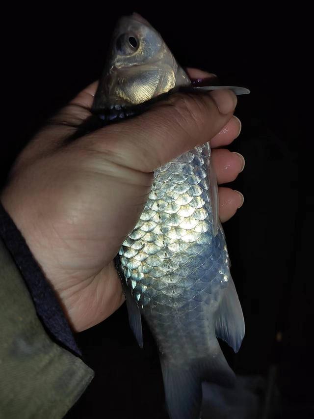 钓鱼日记——2024年1月6日(同里湖夜钓)