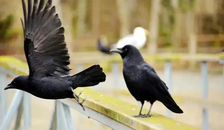 糖水铺|什么都敢吃的中国人,为何这五种动物却不敢食用?是真的不能吃?
