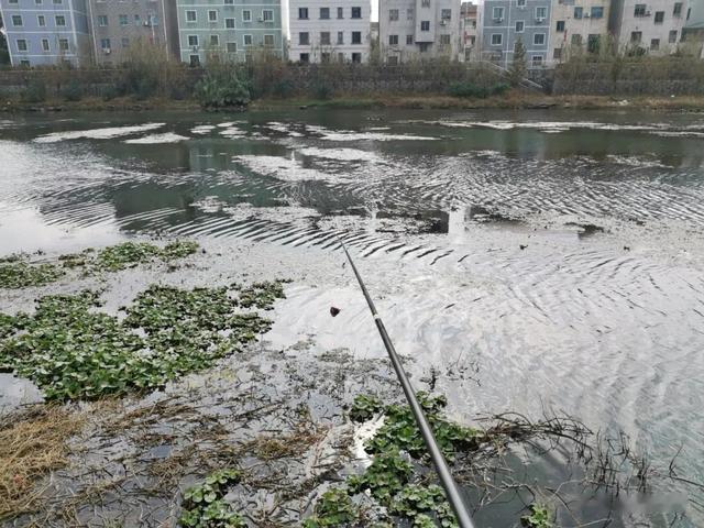 青苔|想钓大板鲫就别总抢老钓位!开发新位置才能钓过瘾