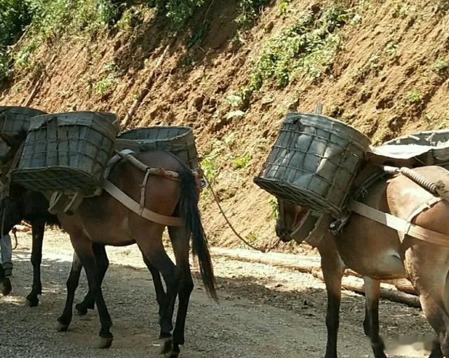 马肉|马肉鲜美,全球每年有470万匹马被屠宰,国人为什么很少吃马肉?