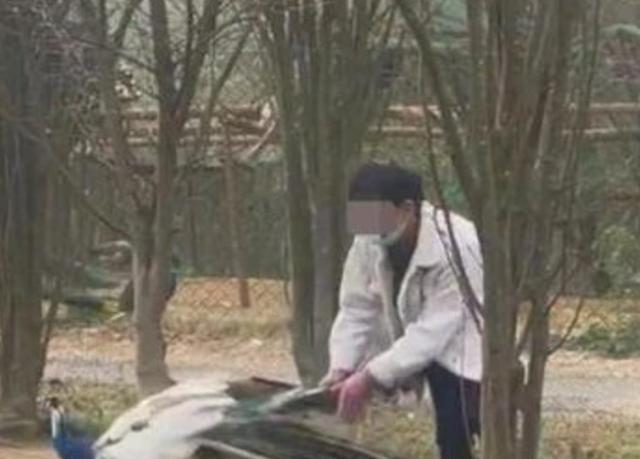 杨丽萍|非礼勿视!杨丽萍舞蹈超前,男舞伴腰间只围了块布,网友:辣眼睛