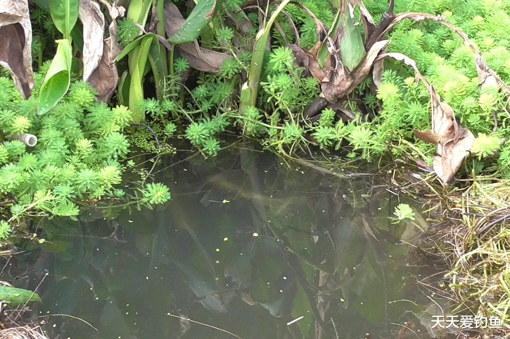 秋天草洞钓鲫鱼,窝点选择3要素,不是所有草洞都是鱼窝