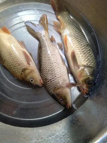 |大鱼难钓的4个原因,找准了应对它,钓到大鱼就不难了