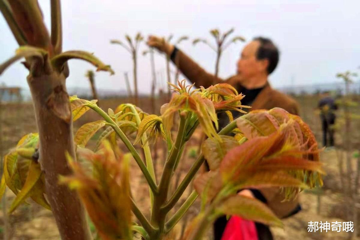 洋葱|中国“最难吃”的6种蔬菜，吃过一半是牛人，全吃过是大神