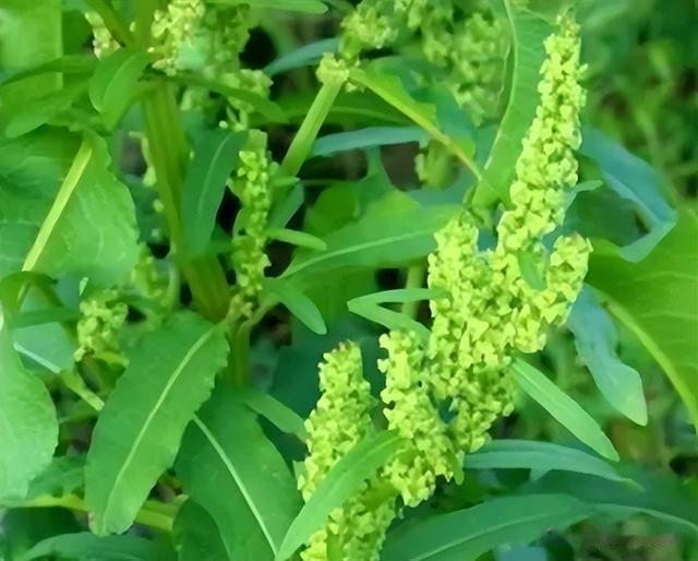 牛都不吃的农村野草，为何古人视若珍宝，还称呼它为“金不换”？