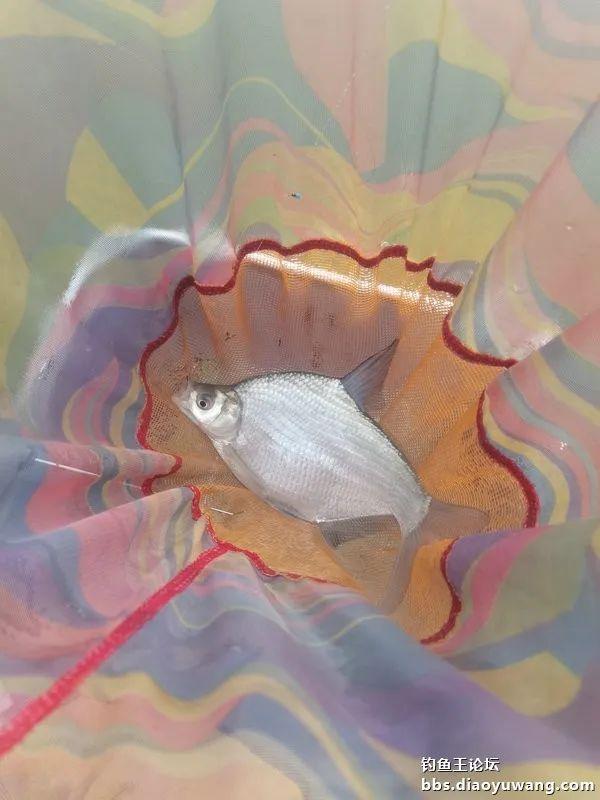 鳊鱼|雾天鱼口好,大鱼跑不了