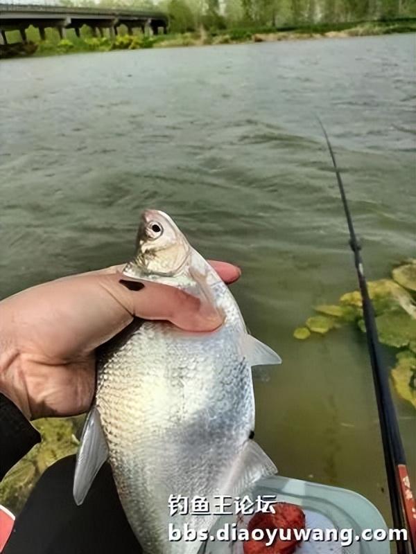玉米|古徐桥下钓鲫忙