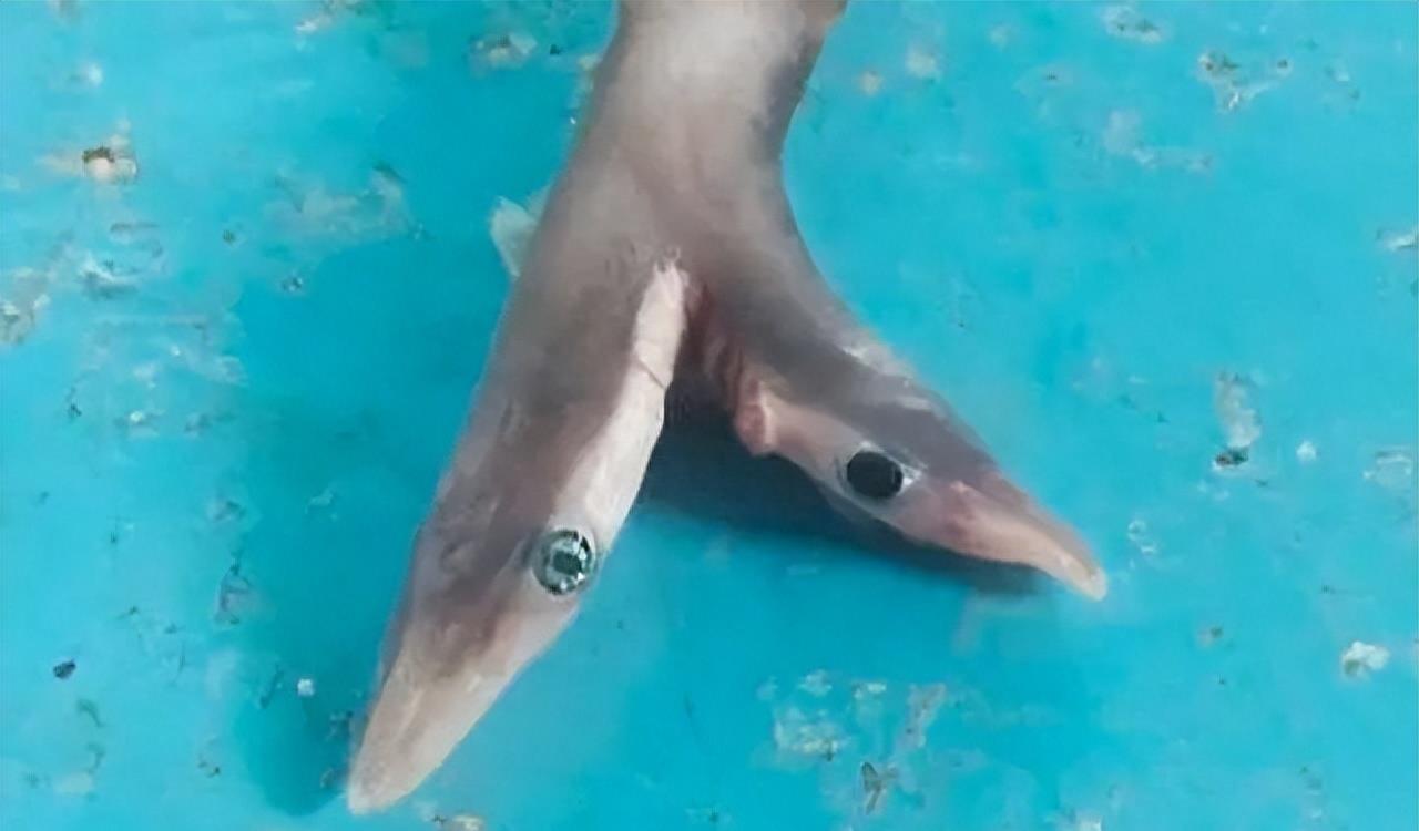 知名演员何家劲深夜发文：“人神共愤！自有天收！”评论区沦陷