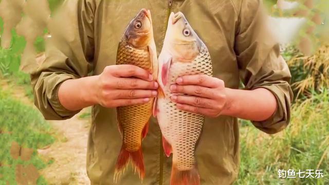 鲫鱼|网友求助:这是不是黄河鲤鱼?钓鱼人:看那肚皮,像是洗澡鱼