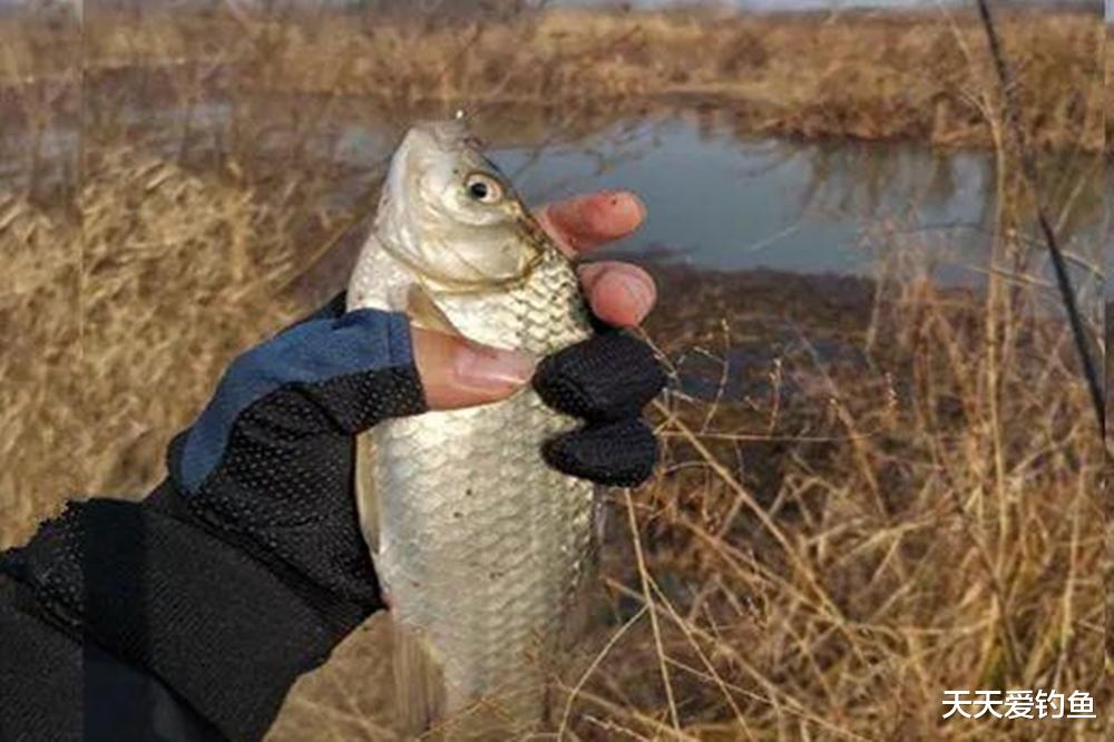 数九寒冬鱼最难钓，记住3个要点，天冷也能钓一波