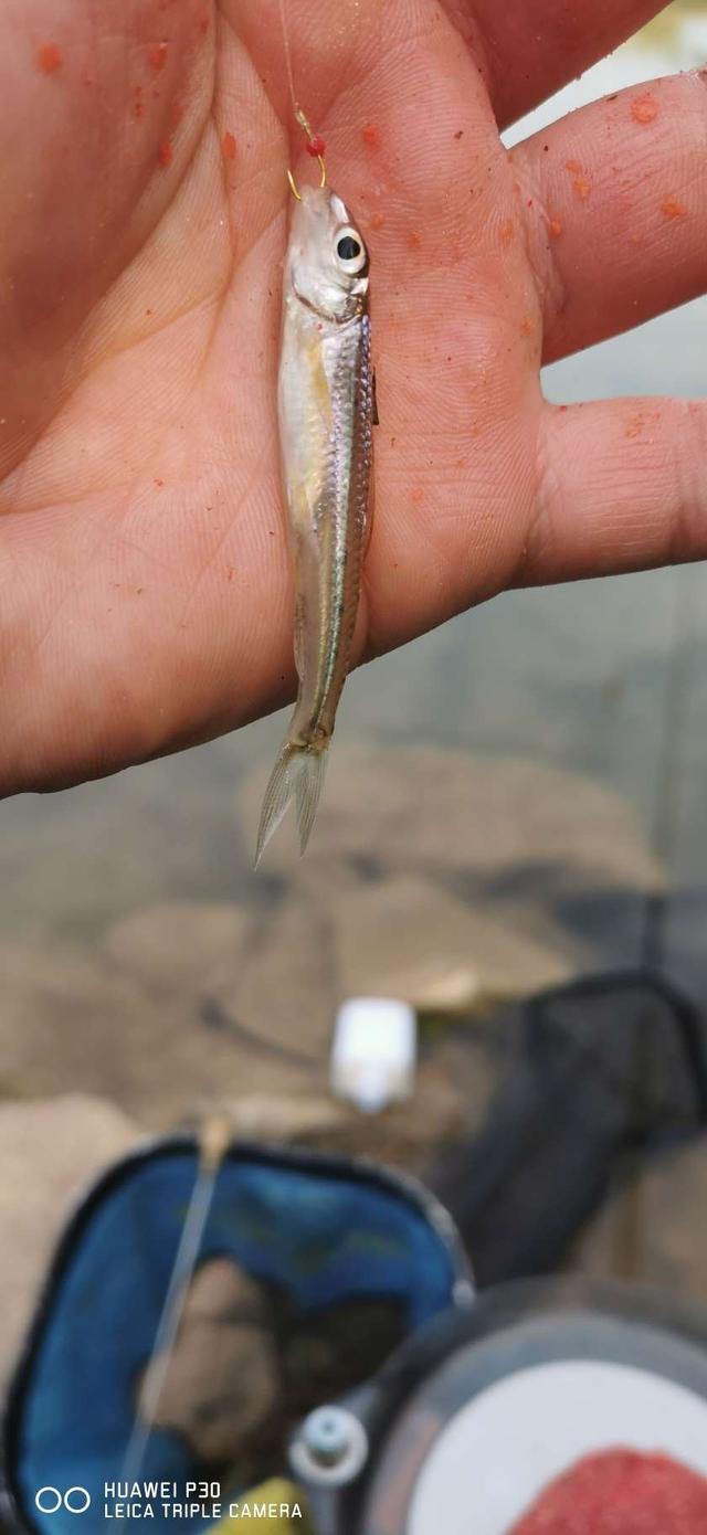 饵料|当隔夜窝遇上通杀腥,喜迎冬日小爆护