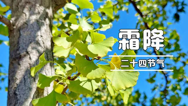 饺子|霜降吃饺子，韭菜芹菜靠边站，这3种馅鲜香好吃，营养解馋，真香