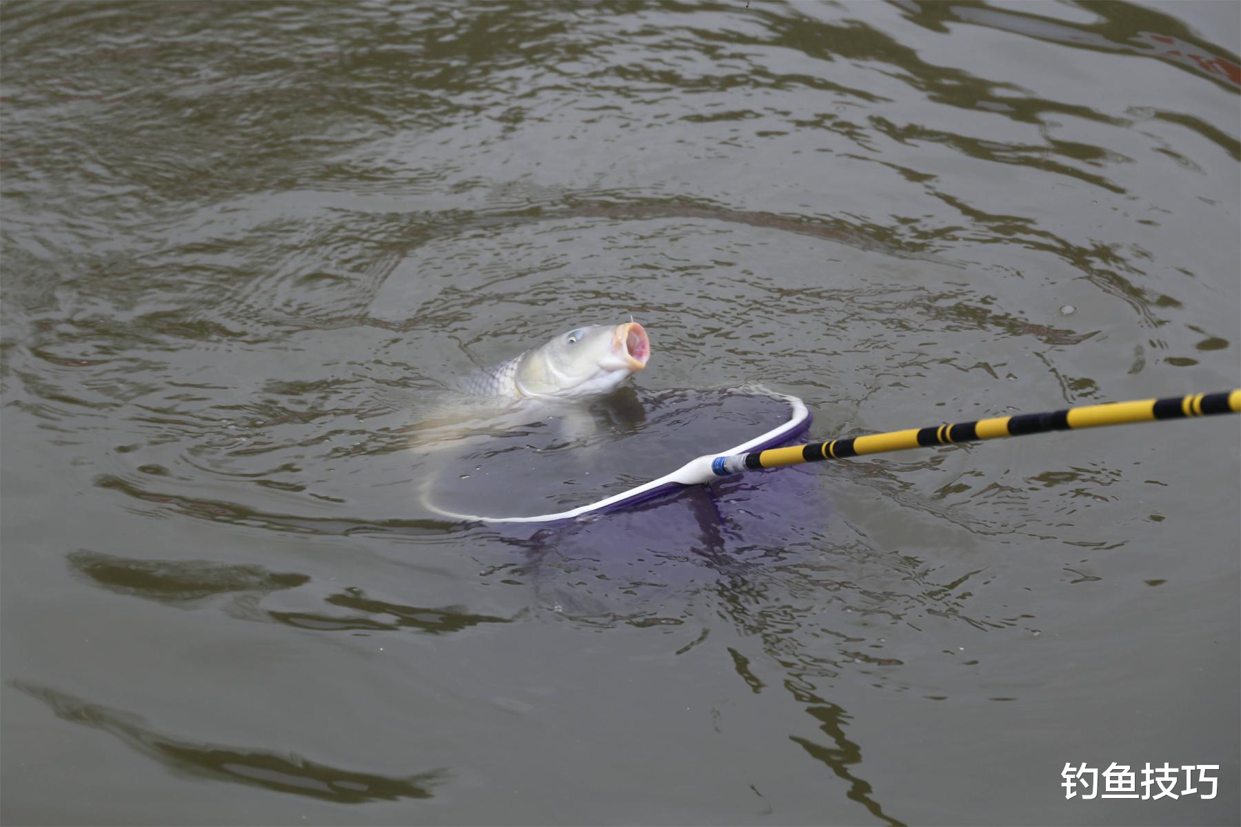 海钓|初夏夜钓黑坑鲤鱼的4个小诀窍,简单实用好上岸