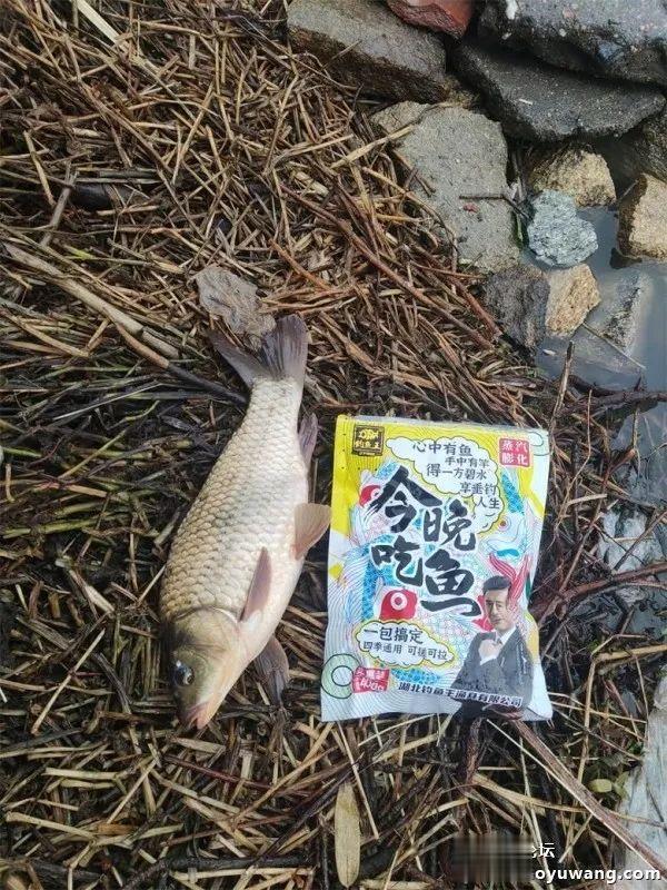 鲤鱼|断崖式降温,巧搭饵料擒斤鲫