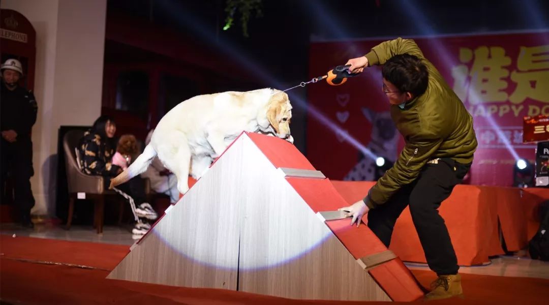 宠物赛事:观看宠物比赛和展览 - 舞蹈资讯(主打网)