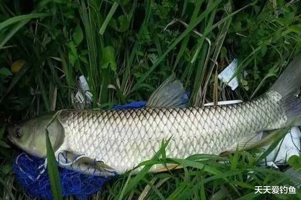 |晚春野钓草鱼,给你4个建议,大草鱼手到擒来