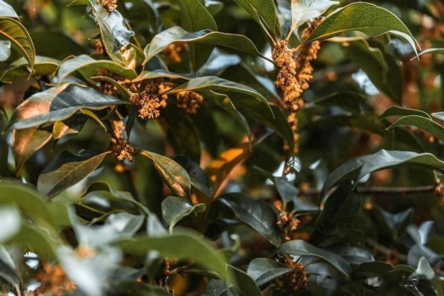 宗筋ED，气血不畅？补精血，活瘀血便可养宗筋