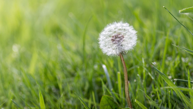 41岁女子，喝蒲公英泡水，希望消除结节，后来身体怎么样了？