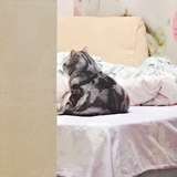 看明白体育