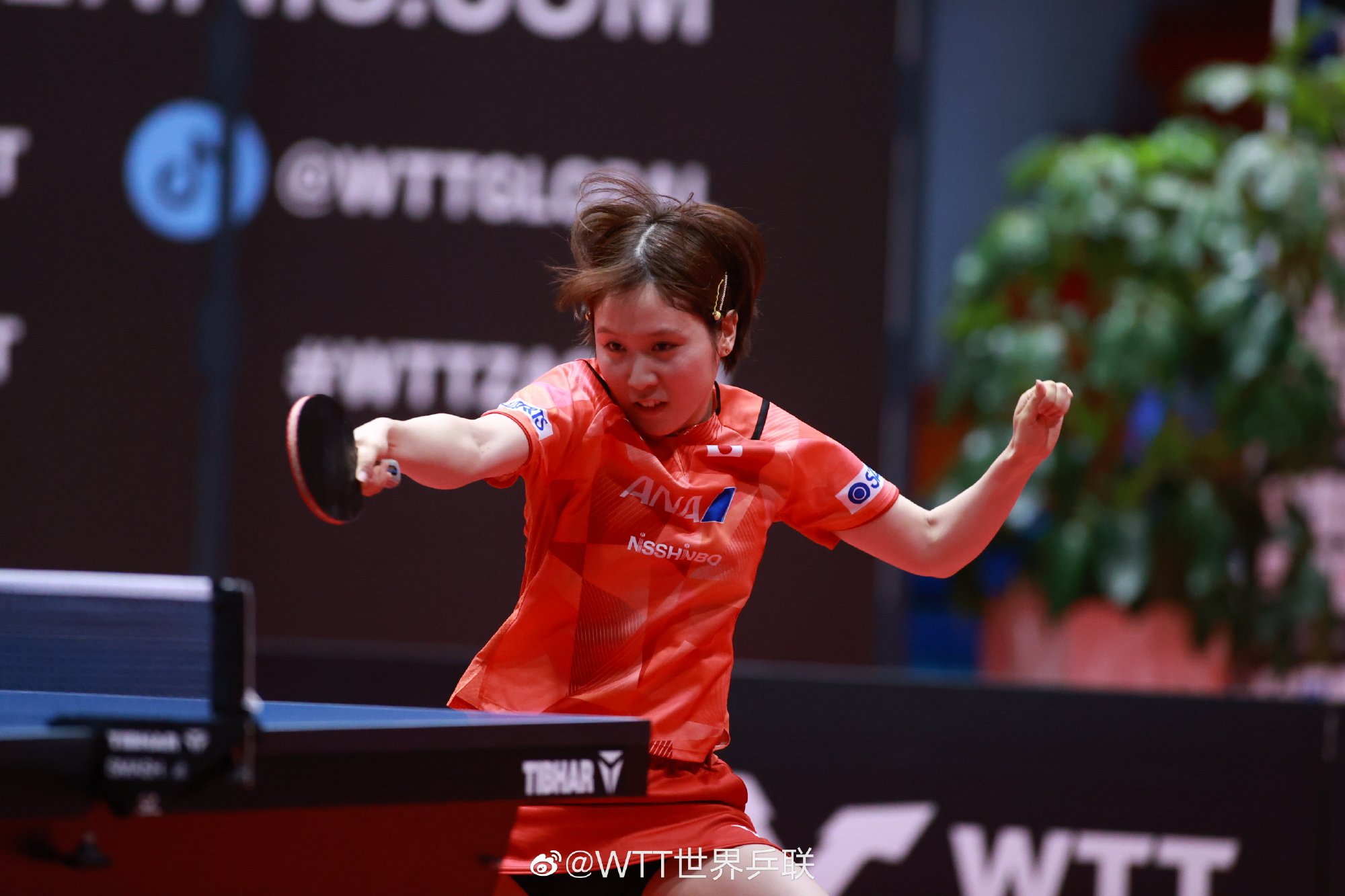 平野美宇连赢国乒3人!