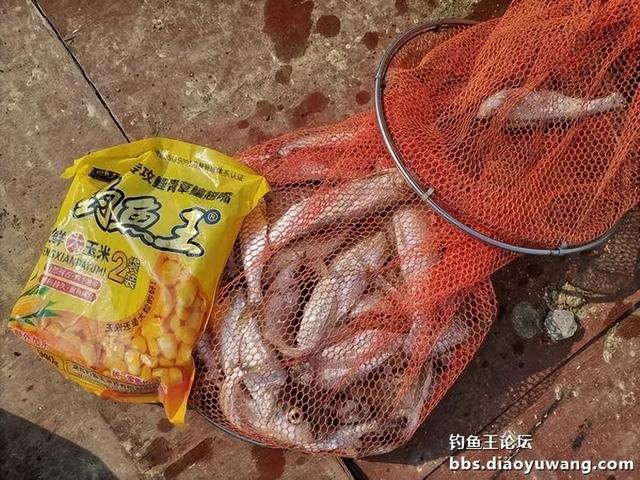 |生鲜大玉米,钓翘也钓鲫