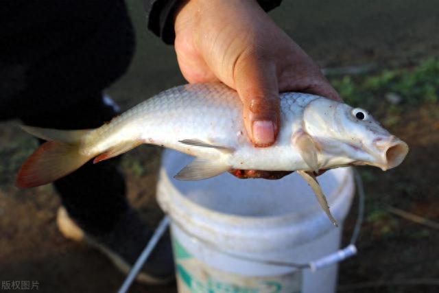 初秋野钓没口怎么办?是时候调整方法了,这样作钓更易中鱼!