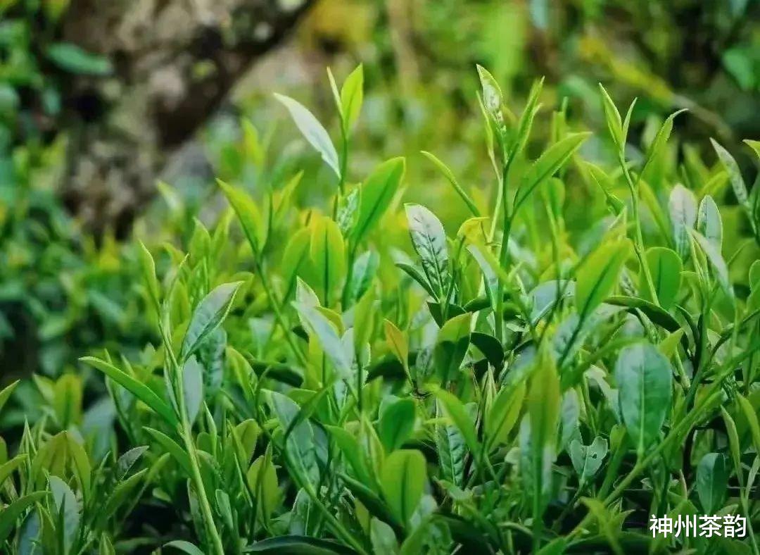 武夷山|武夷岩茶五大分类,你分得清楚吗?