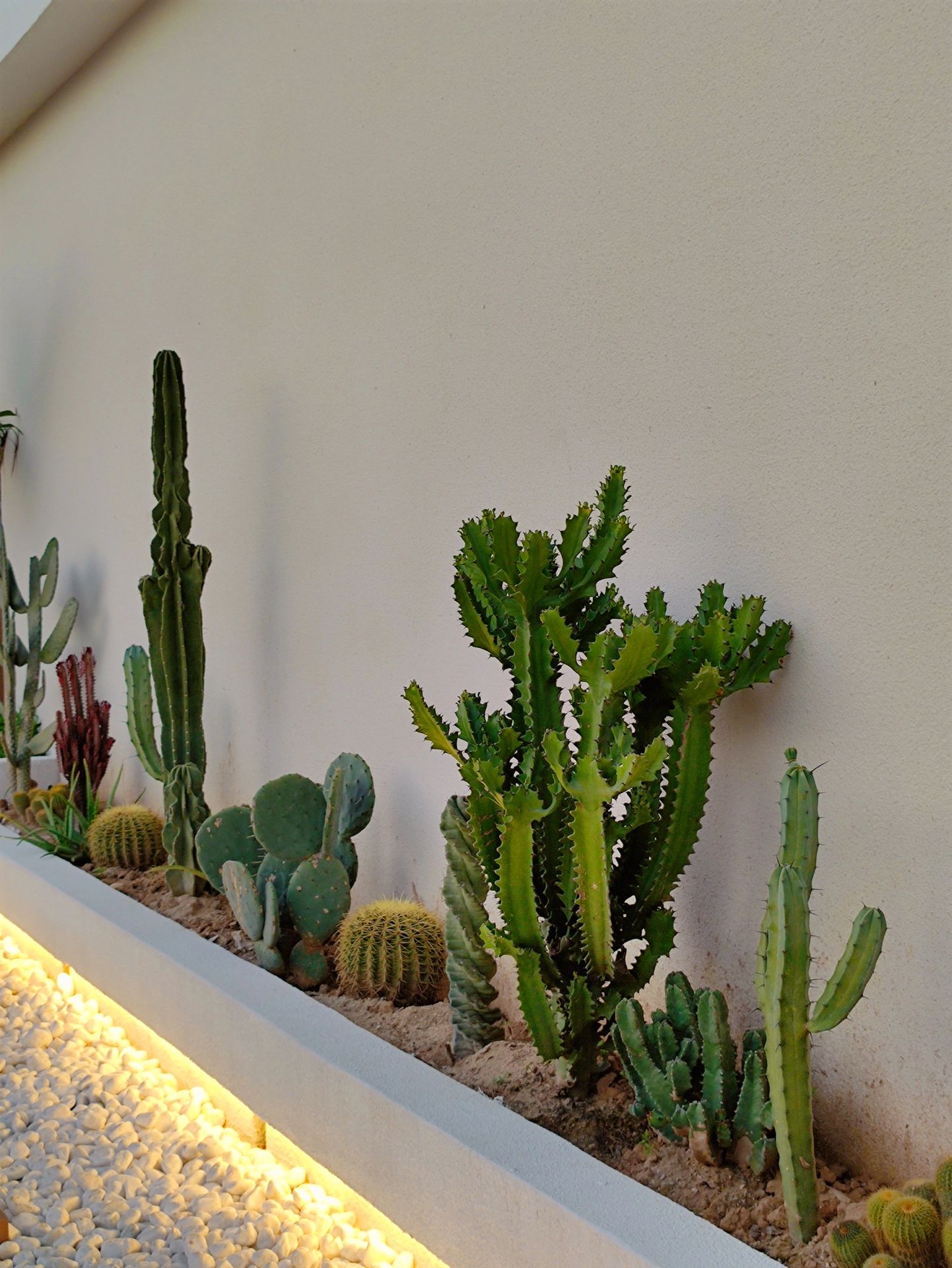 掌植物顶楼仍然可以一直保持绿色眯着眼看蓝悠悠的天好不惬意微风吹