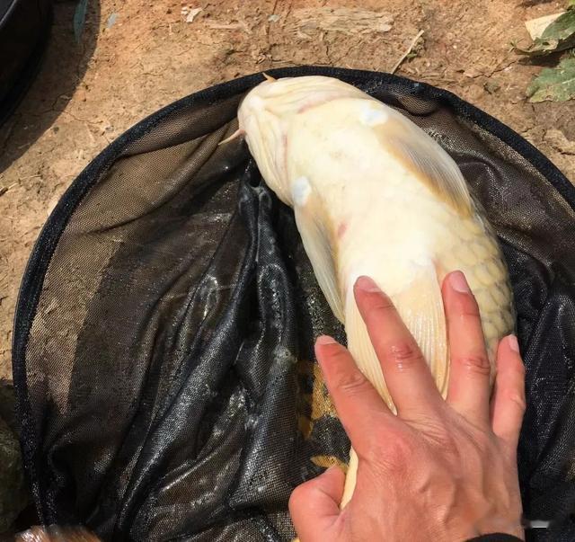 饵料|伏天守大鱼4个“法则”,只要认真遵守,新手也能成功钓到大鱼