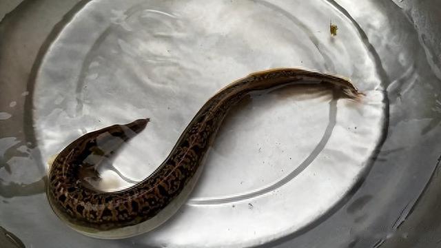 日本天皇|曾多到没人吃的4种小鱼，如今身价翻倍，成日本天皇的心头好？