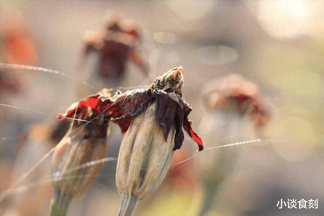 霜降|霜降后,不管有钱没钱,切记:吃3物,做2事,护住阳气好入冬