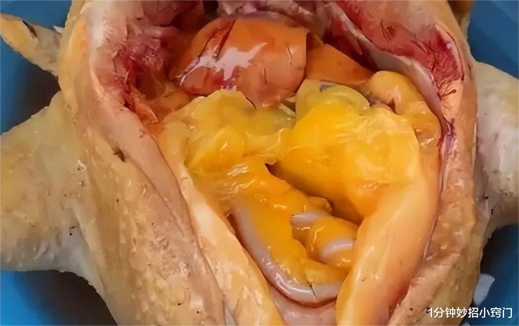 黄油|杀鸡时,鸡肚子里有一块“黄油”,吃掉还是直接扔掉?看完涨知识