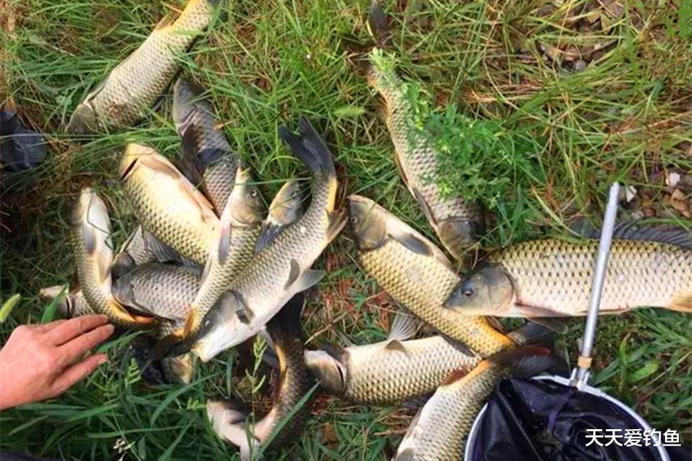 四季野钓鲤鱼，这4种钓位才是首选，随便选哪个都能爆护