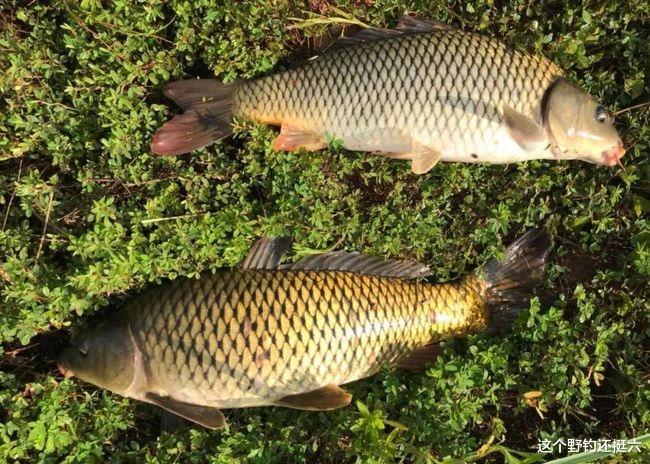 钓鲤鱼如何打好隔夜窝?针对远处鱼星鱼炸水,虚实结合诱鱼杠杠滴