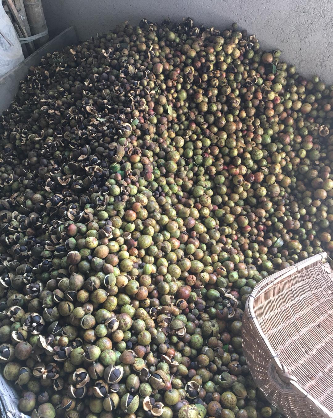 调料|曾是皇帝御用，如今却无人问津，“油中软黄金”是如何走向末路？