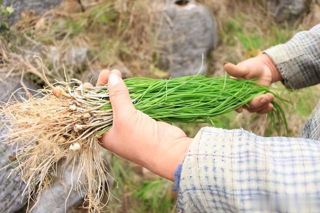 农村俗称的“野生小蒜”，到底能不能吃？为何现在也不多见了？