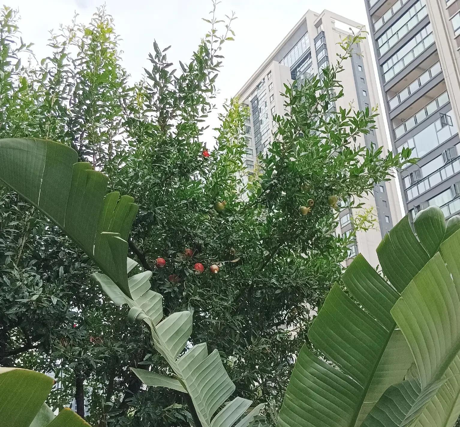 重庆|大儿子留学回国没有工作，小儿子辞职在家，李阿姨有多无奈！