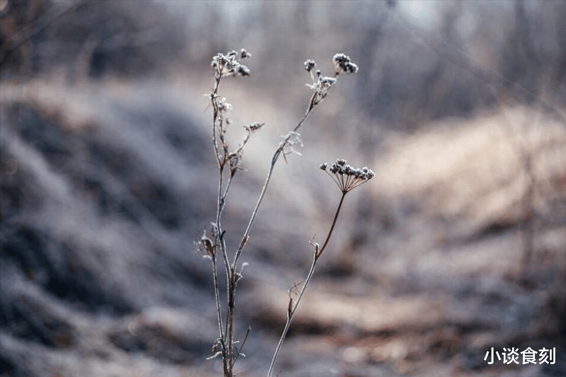 霜降|明日霜降,老话说:“冬天冷暖看霜降”,今年是暖冬还是寒冬?
