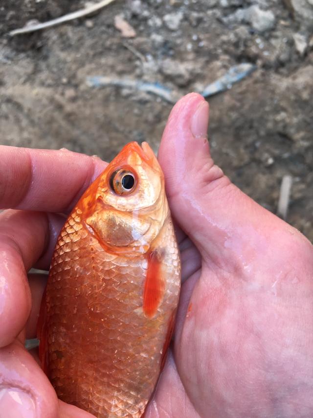 |【钓鱼之家虾粉】癸卯年首钓,虾粉给力,开钓大吉大利