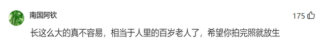 饵料|湖北钓鱼人钓获罕见百斤巨鱤,相当于人类中的百岁老人?