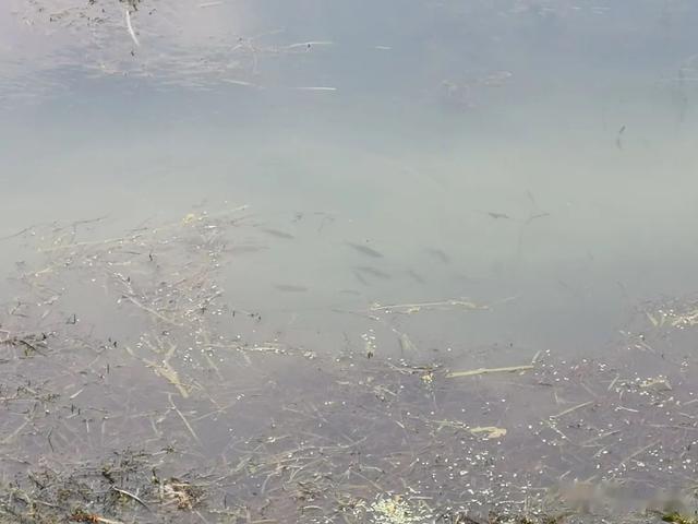 鲫鱼|浮钓鲫鱼的两大前提！不是鱼起浮就可以钓浮的，净瞎折腾！