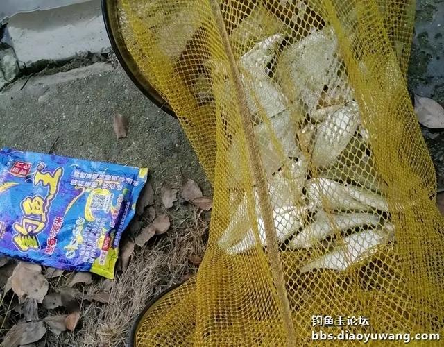 钓鱼王饵料为“媒”,与柳叶鳊异地“牵手”