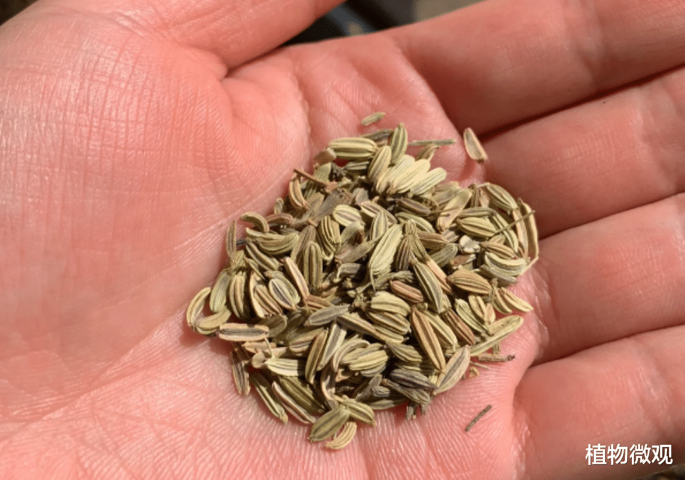 |茴香,又称谷香、野茴香,有4大作用,价值极高,农民朋友要了解!
