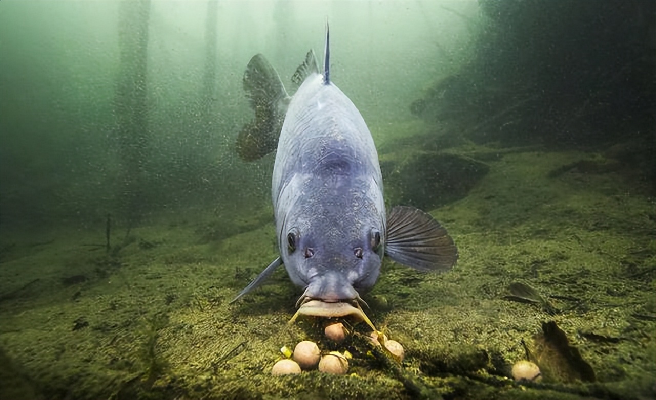 海钓|想轻松钓中大鱼?用好这4个玉米钓鱼实用技巧,连杆都有可能