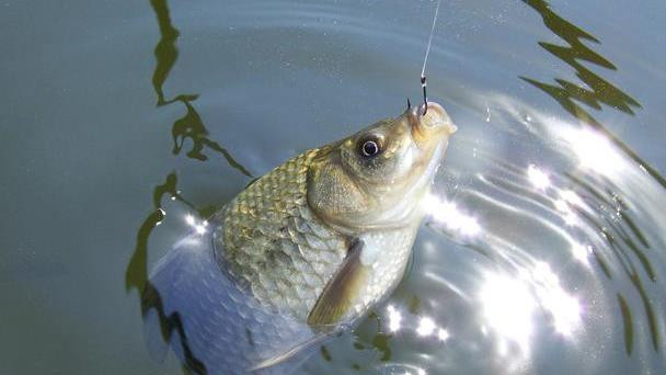 早春野钓鲫鱼，与以往有哪些不同？钓友们重点注意这几点